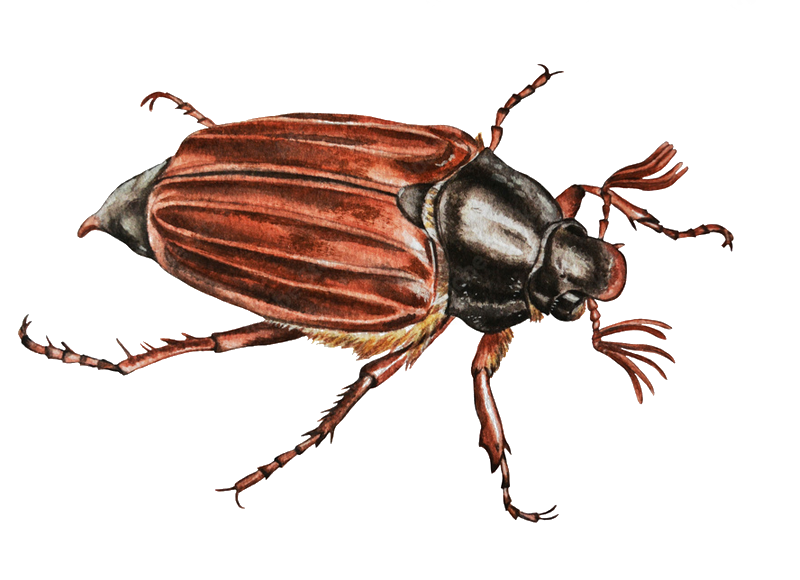 Handgezeichneter rot-brauner Käfer